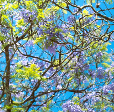 a tree filled with lots of purple and green flowers