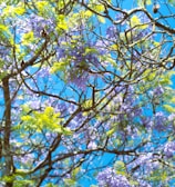 a tree filled with lots of purple and green flowers