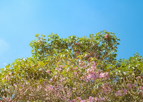 a tree filled with lots of pink flowers under a blue sky