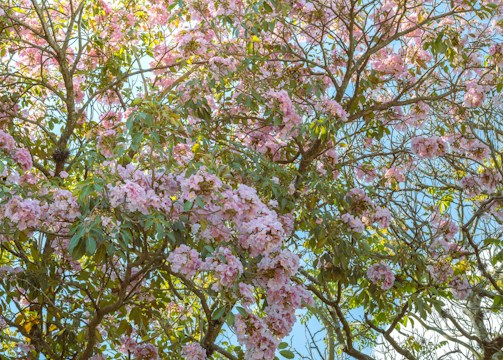a tree filled with lots of pink flowers