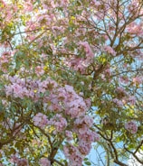 a tree filled with lots of pink flowers