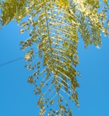 a tree branch with green leaves against a blue sky