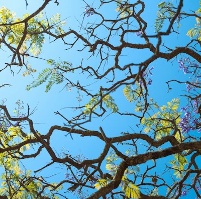 the branches of a tree with purple flowers against a blue sky