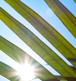 the sun shines through the leaves of a palm tree