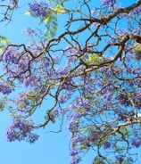 a tree with purple flowers on it and a blue sky in the background