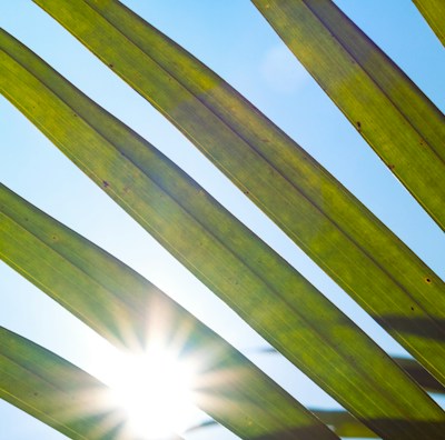 the sun shines through the leaves of a palm tree