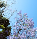 a tree with purple flowers in the foreground and a blue sky in the background