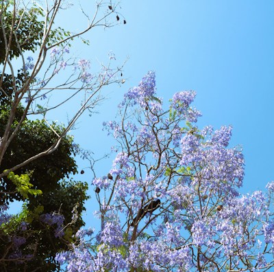 a tree with purple flowers in the foreground and a blue sky in the background