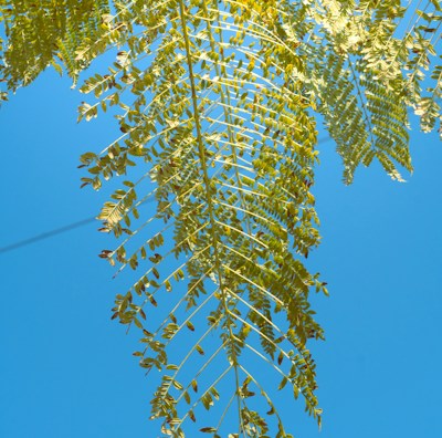 a tree branch with green leaves against a blue sky