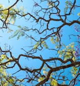 the branches of a tree with purple flowers against a blue sky