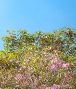 a tree filled with lots of pink flowers under a blue sky